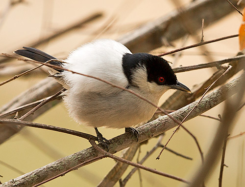 Black-backed Puffback male displaying